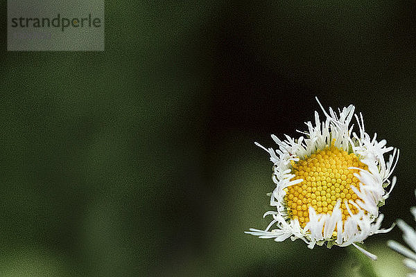 Nahaufnahme der Blumenzucht im Park