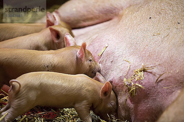 Nahaufnahme von Schweine fütternden Ferkeln