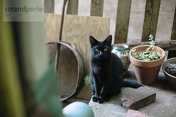 Porträt einer schwarzen Katze  die auf einer Stützmauer bei Topfpflanzen im Hinterhof sitzt