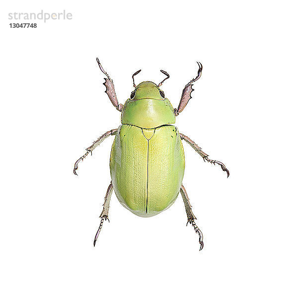 Grüner Käfer auf weißem Hintergrund