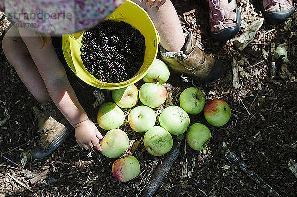 Draufsicht eines Mädchens beim Sammeln von Äpfeln und Brombeeren