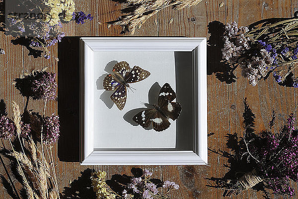 Draufsicht auf künstliche Schmetterlinge auf weissem Rahmen inmitten von Blumen
