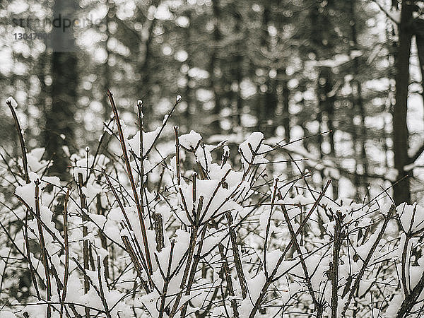 Nahaufnahme von schneebedeckten toten Pflanzen im Wald