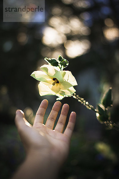 Geschnittene Hand einer Person  die nach einer Blume an einer Pflanze greift