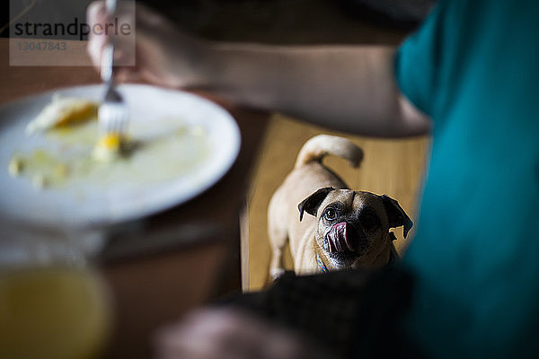 Hochwinkelansicht eines Mops  der eine Frau beim Essen zu Hause beobachtet