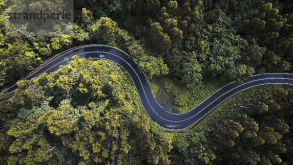 Luftaufnahme einer kurvenreichen Straße inmitten von Bäumen im Wald