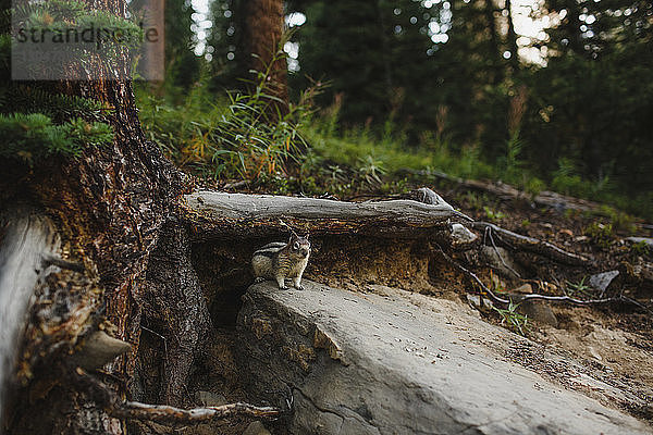 Nahaufnahme eines Eichhörnchens auf einem Felsen im Wald