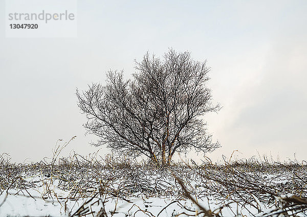 Kahler Baum auf verschneitem Feld vor klarem Himmel