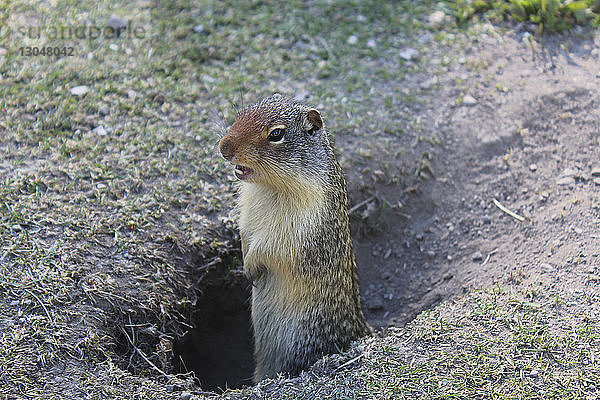 Hochwinkelansicht eines geschliffenen Eichhörnchens im Loch