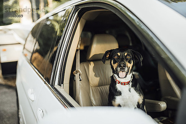 Porträt eines Hundes im Auto