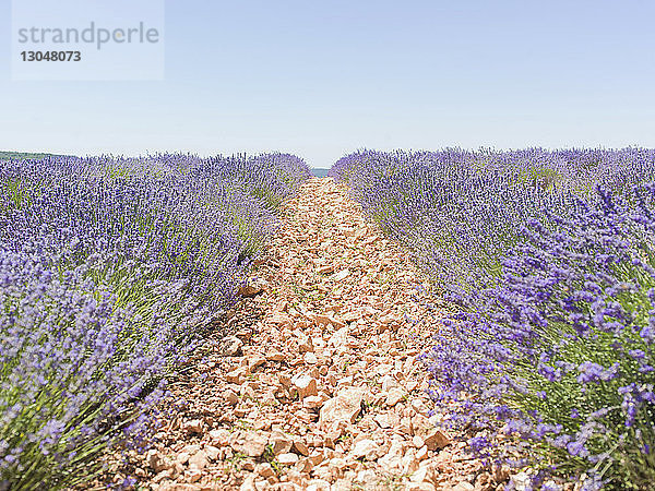 Felsen auf dem Feld inmitten von Lavendel vor klarem Himmel