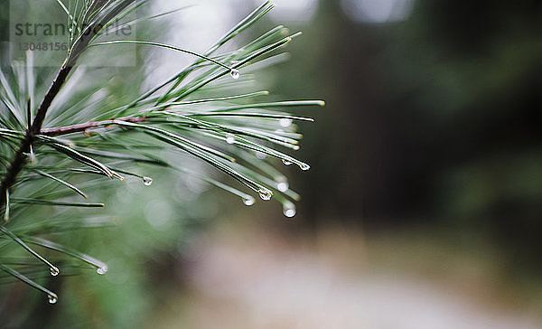 Nahaufnahme von Wassertropfen auf Kiefernnadeln