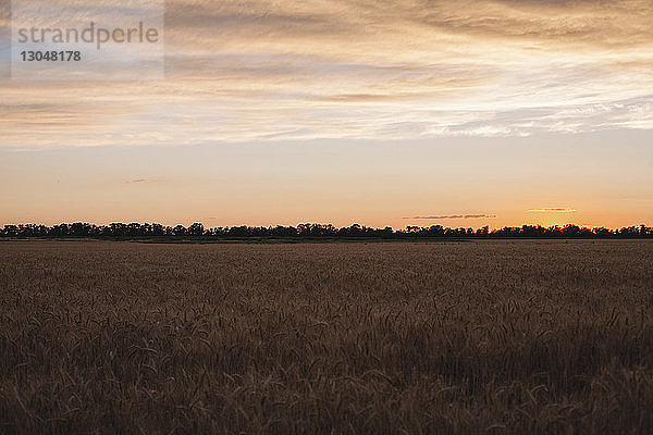 Getreidepflanzen  die bei Sonnenuntergang auf dem Feld gegen den Himmel wachsen
