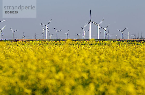 Gelb blühende Pflanzen auf dem Feld gegen Windmühlen