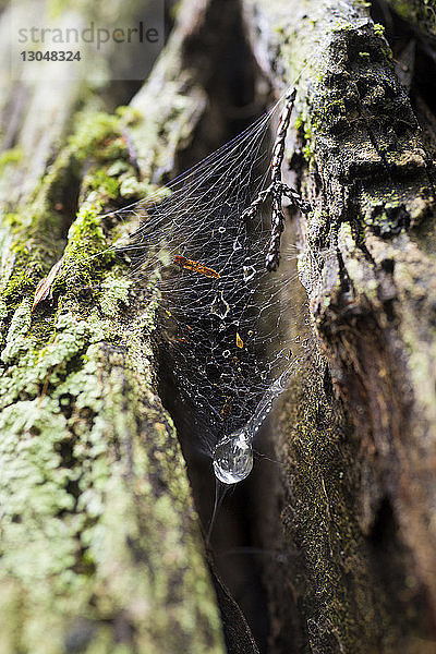 Nahaufnahme eines nassen Spinnennetzes an einem Baum im Redwood National- und Staatspark