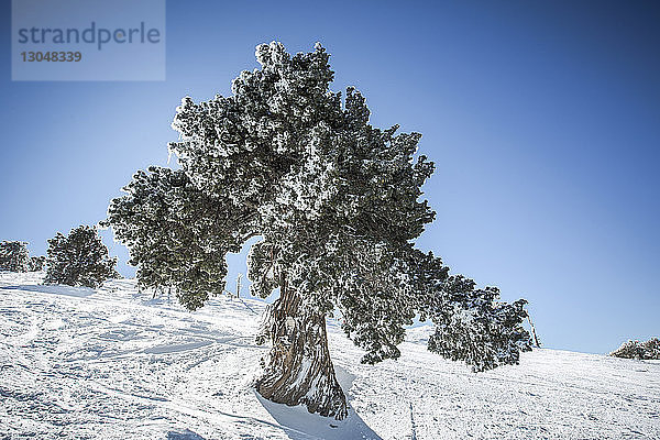 Baum wächst auf schneebedecktem Feld vor strahlend blauem Himmel