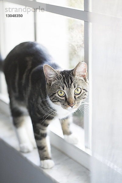 Hochwinkelporträt einer Tabby-Katze  die zu Hause auf der Fensterbank steht