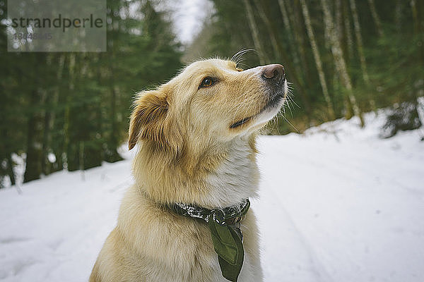 Nahaufnahme eines Hundes  der weg schaut  während er auf einem schneebedeckten Feld sitzt