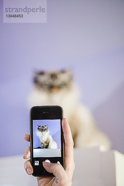 Abgetrennte Hand einer Frau  die eine Katze mit einem Smartphone fotografiert  die zu Hause auf einem Tisch an der Wand sitzt