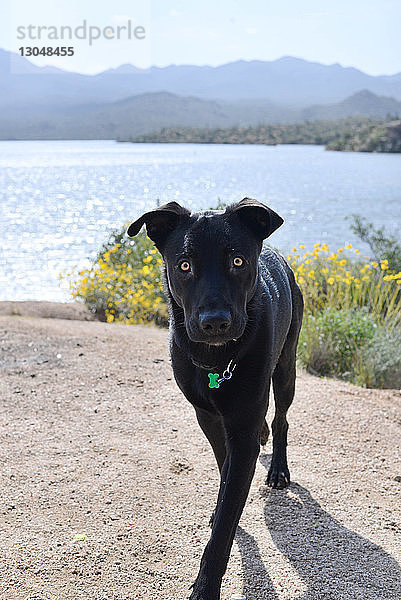 Porträt eines Hundes beim Spaziergang auf dem Feld gegen den See