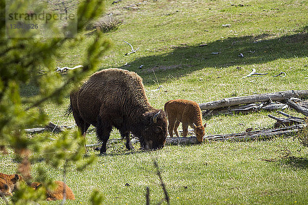 Amerikanische Bison-Familie grast auf dem Feld im Yellowstone-Nationalpark