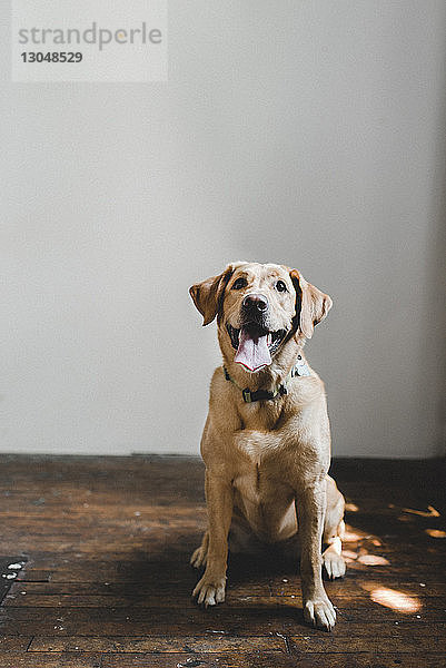 Porträt eines Hundes  der zu Hause auf einem Hartholzboden an der Wand sitzt