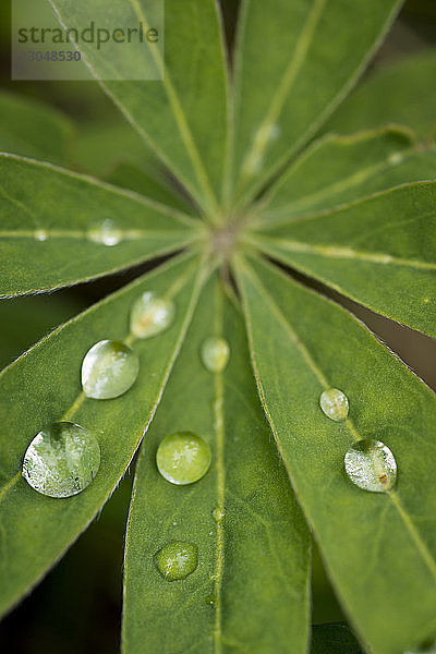 Draufsicht der Wassertropfen auf die Pflanze