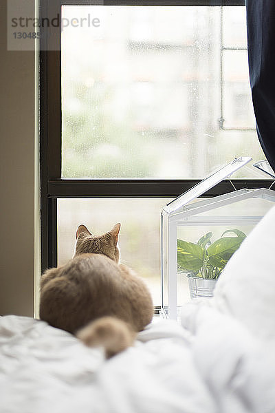 Katze schaut durchs Fenster  während sie sich auf dem Bett ausruht