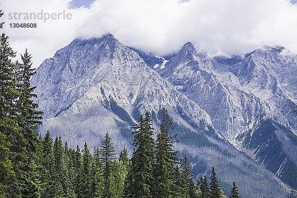 Bäume gegen Berge