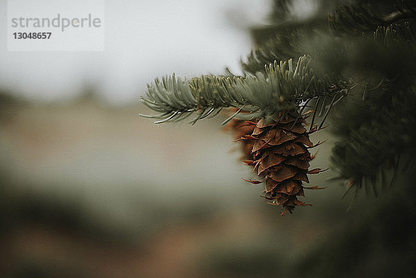 Nahaufnahme eines am Baum wachsenden Kiefernzapfens