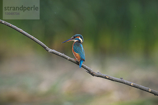 Nahaufnahme eines Eisvogels (Alcedo atthis) auf einem Ast