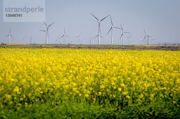 Gelbe Blumen auf dem Feld gegen Windmühlen
