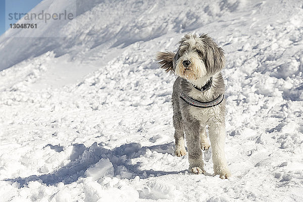 Hund steht bei Sonnenschein auf schneebedecktem Feld