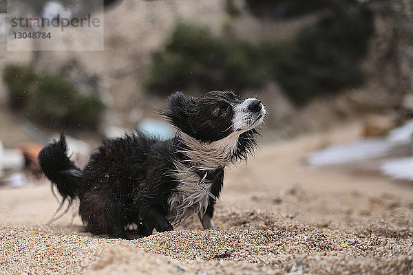 Hund zittert  während er am Strand steht