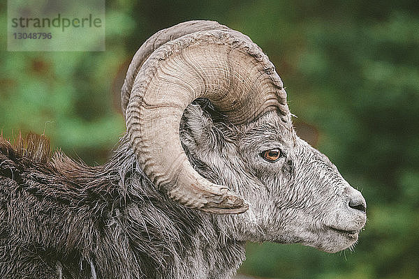 Nahaufnahme von Bighorn-Schafen mit Blick auf den Northern Rocky Mountains Provincial Park