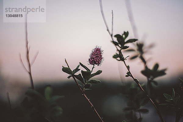 Nahaufnahme einer Blume  die bei Sonnenuntergang gegen den Himmel wächst