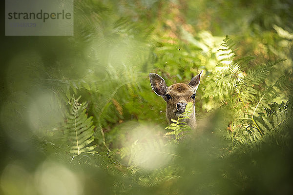 Porträt eines Hirsches inmitten von Farnpflanzen im Wald