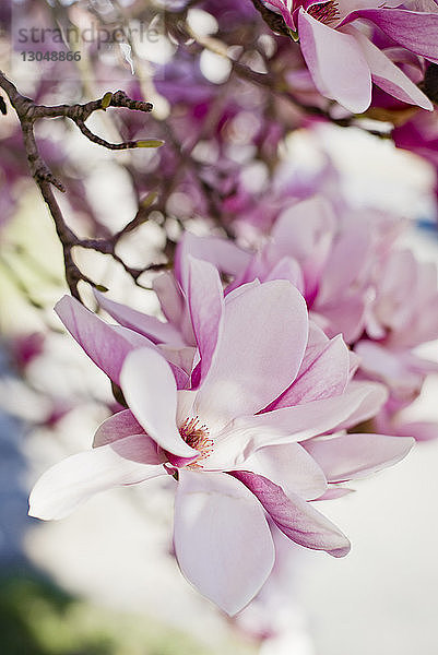 Nahaufnahme einer am Zweig blühenden rosa Magnolie
