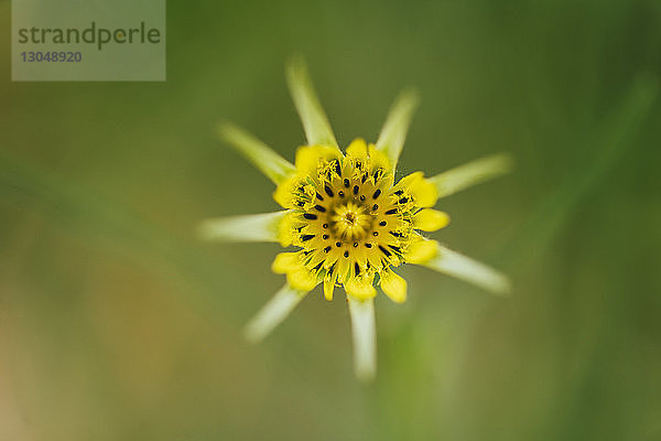 Draufsicht auf die gelbe Blume  die im Park blüht