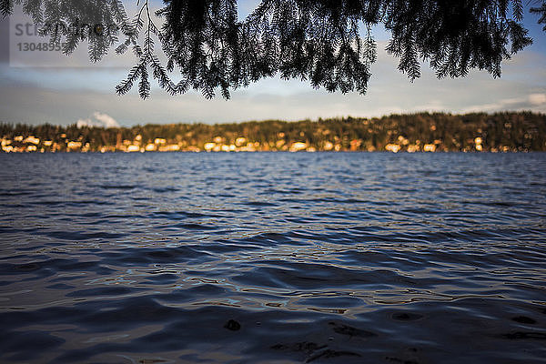 Nahaufnahme von Ästen über See gegen Insel