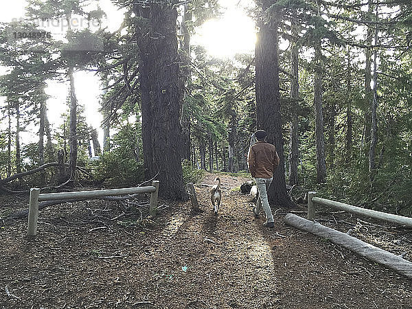 Rückansicht eines Mannes mit Hund beim Spaziergang auf einem Feld im Wald