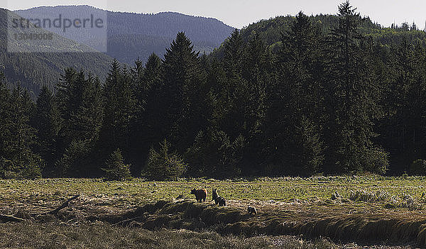 Grizzlybär mit Jungen  die auf Grasfeld gegen Bäume laufen