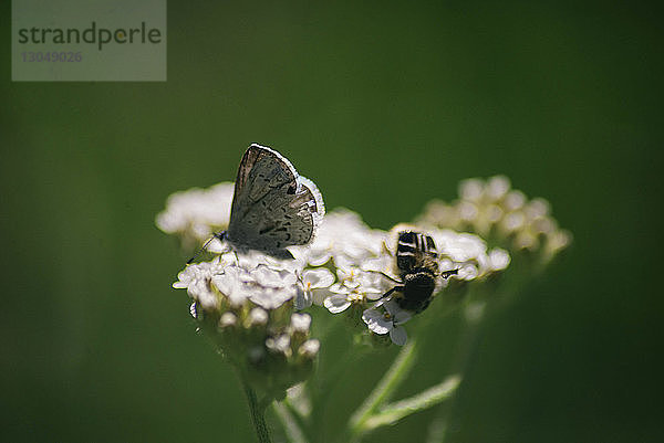 Nahaufnahme von Schmetterling und Insekt auf Blumen auf dem Feld