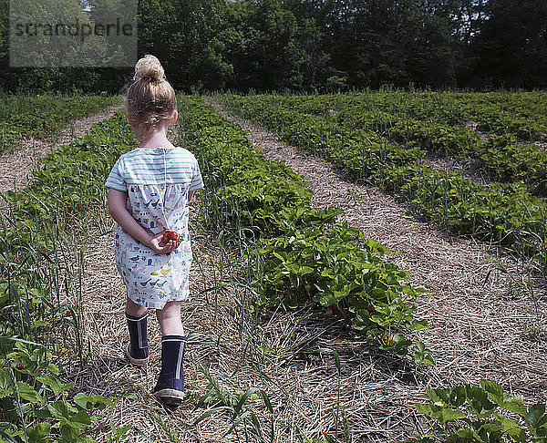 Rückansicht eines Mädchens  das auf einem Bauernhof geht und dabei eine Erdbeere zurückhält