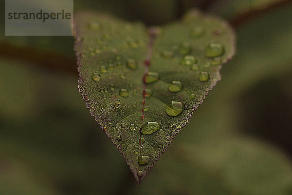 Nahaufnahme von Wassertropfen auf dem Blatt