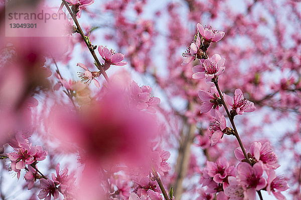 Nahaufnahme der am Baum wachsenden rosa Blüten