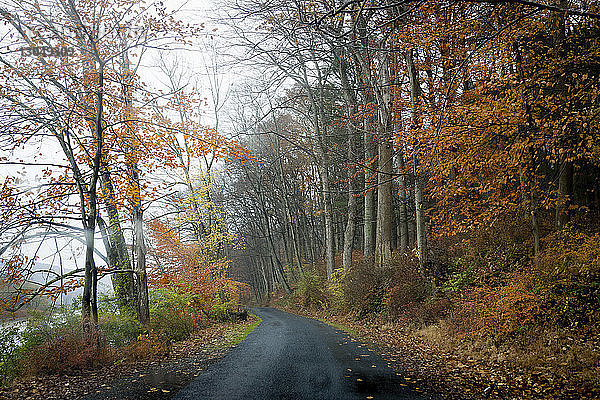 Leere Straße zwischen Bäumen im Wald im Herbst