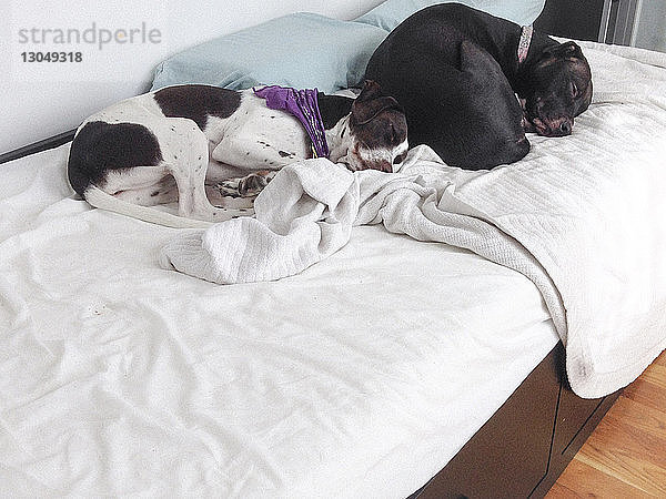 Hochwinkelansicht von Hunden  die zu Hause auf dem Bett schlafen