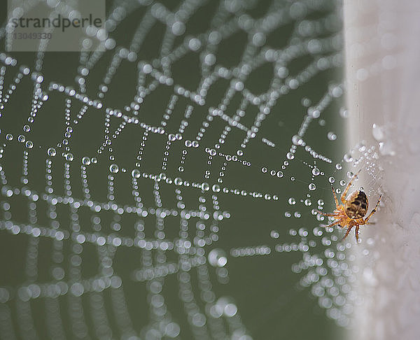 Nahaufnahme einer Spinne auf nassem Gewebe