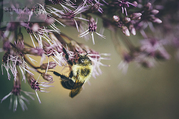 Honigbiene ernährt sich von Blumen im Park